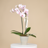 Orquidea Phalaenopsis