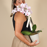Orquidea Phalaenopsis